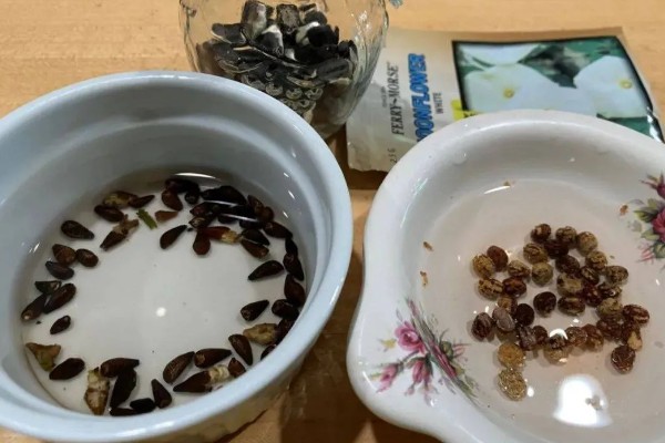 牵牛花种子可以保存多久，可保存3-5年