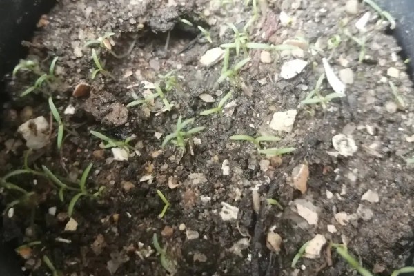 牵牛花种子可以保存多久，可保存3-5年