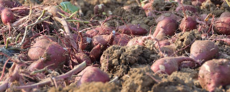 红薯的产地,原产于南美洲