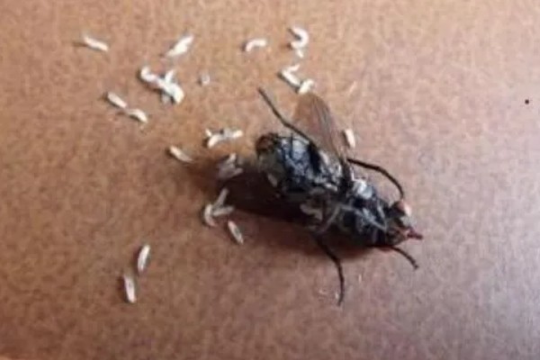 苍蝇的繁殖方法,通常会通过交配繁殖