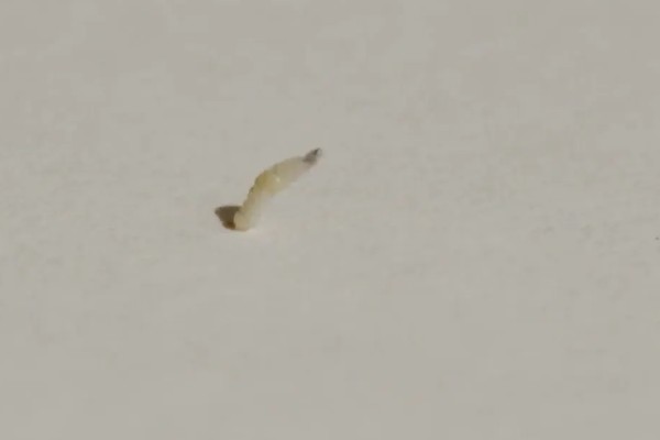 苍蝇的繁殖方法,通常会通过交配繁殖