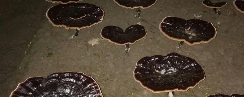 人工灵芝的价格，80-200元钱一斤