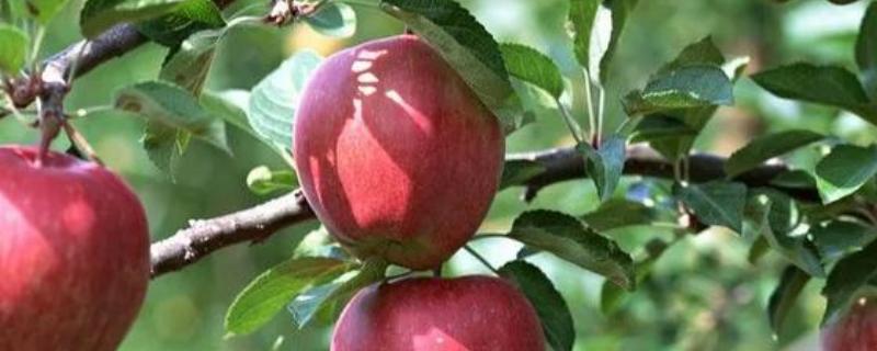 怎么种苹果树，播种前需浸种处理