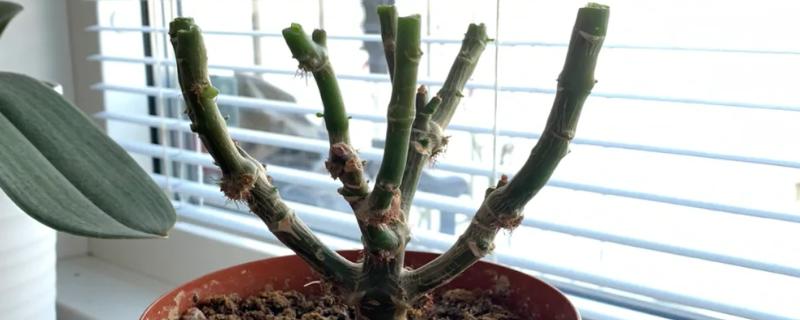 长寿花什么时候修剪，春季和秋季均可修剪