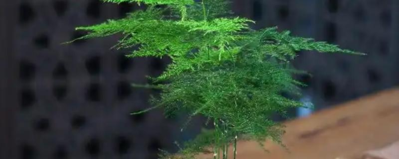 家里为什么不能养文竹，家里不能养文竹是一种迷行的说法