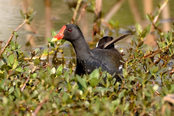 黑水鸡简介，是一种鸡类也是一种鸟类