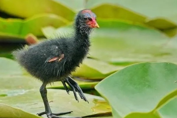 黑水鸡简介，是一种鸡类也是一种鸟类