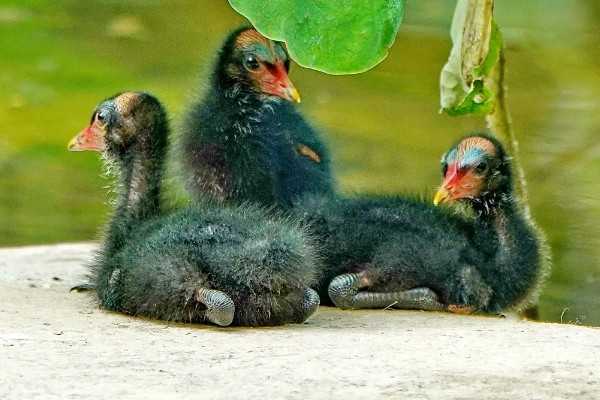 黑水鸡简介，是一种鸡类也是一种鸟类