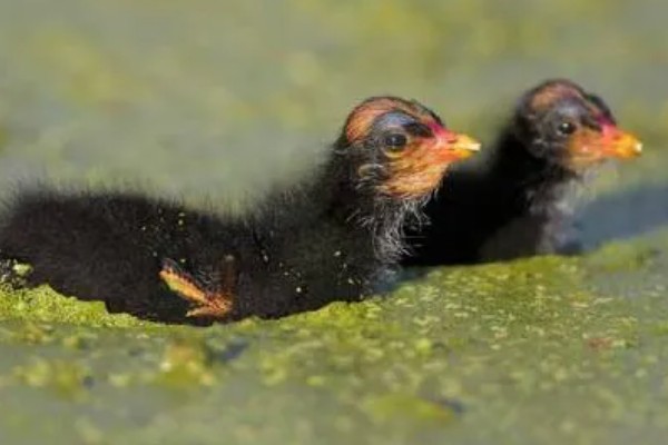 黑水鸡简介，是一种鸡类也是一种鸟类