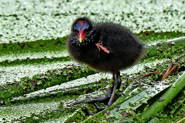 黑水鸡简介，是一种鸡类也是一种鸟类