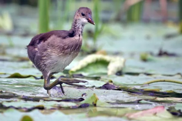 黑水鸡简介，是一种鸡类也是一种鸟类