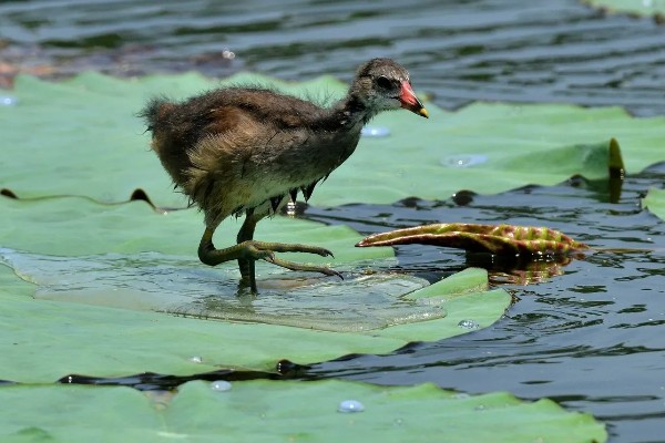 黑水鸡简介，是一种鸡类也是一种鸟类