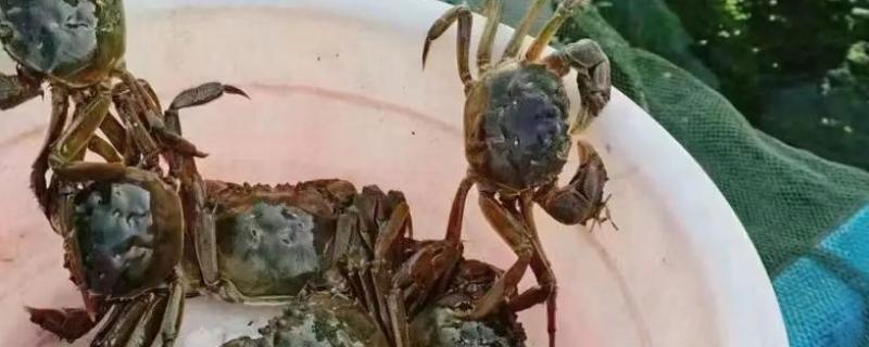 如何养殖大闸蟹，密度为每亩700只