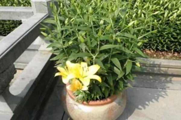 百合花消苞的原因，可能是盆土过硬所致