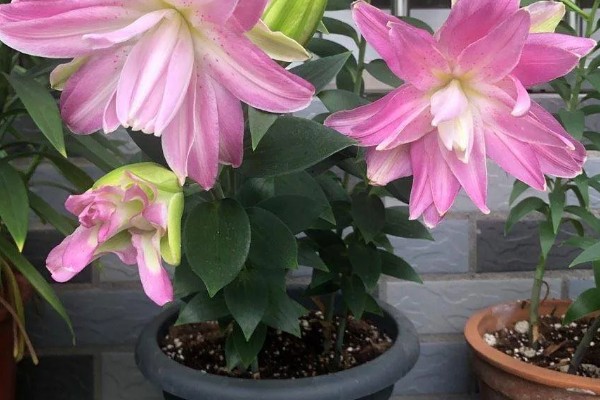 百合花消苞的原因，可能是盆土过硬所致