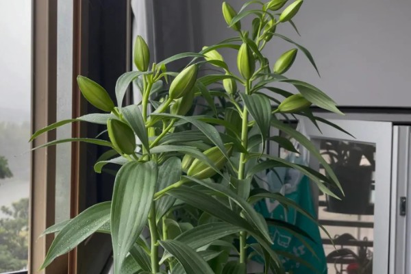 百合花消苞的原因，可能是盆土过硬所致