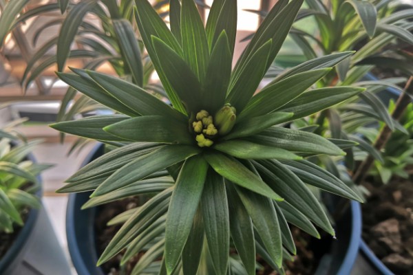 百合花消苞的原因，可能是盆土过硬所致