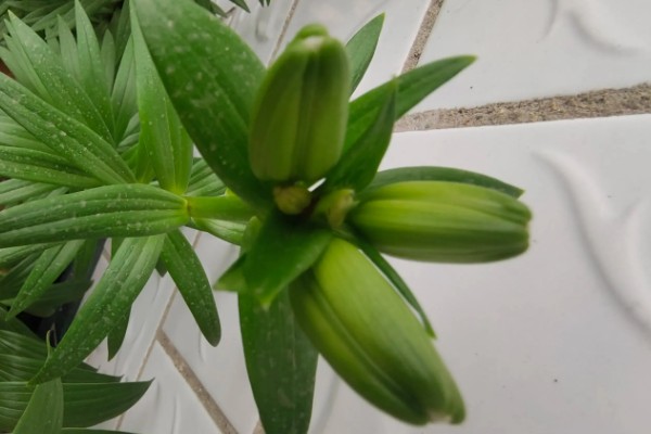 百合花消苞的原因，可能是盆土过硬所致
