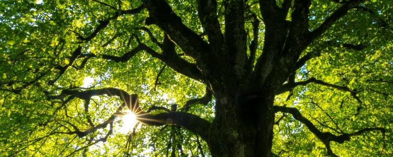 世界上的树有多少品种,一共有60065种树