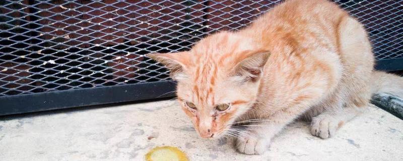 猫咪吐黄水吃哪种药，可以喂普西丁和维普达