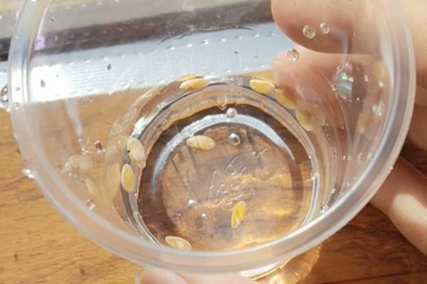 甜瓜枯萎病如何防治，浸种可选择福尔马林
