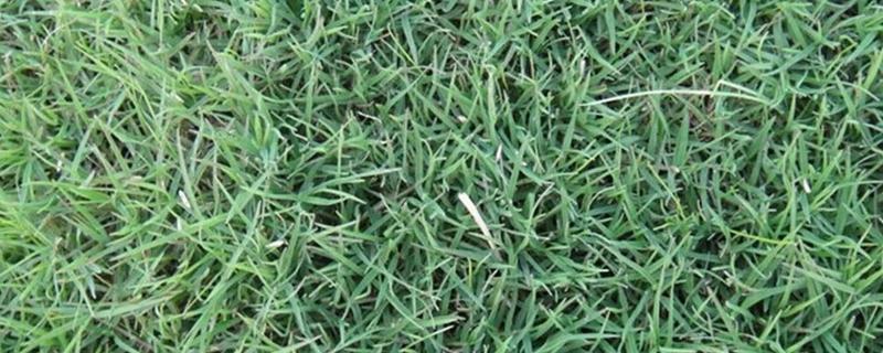 有哪些热带护坡草种,有狗牙根、黑麦草、百喜草等