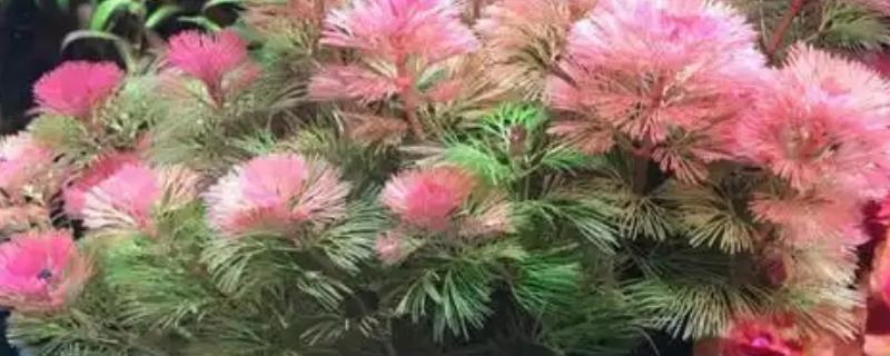 如何修剪红菊水草，需打顶修剪保持植株的健康