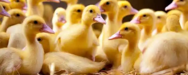 幼鸭吃什么，可以喂食温水、米饭、饲料等
