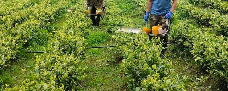 茶树怎么修剪，茶苗高度达到20厘米时要摘心打顶