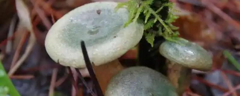 铜绿菌能人工培养吗，目前可以人工培养