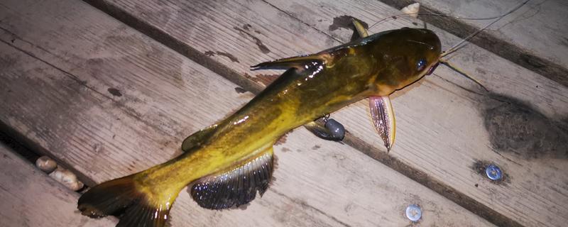 黄颡鱼苗的品种，常见的有瓦氏黄颡鱼、长须黄颡鱼