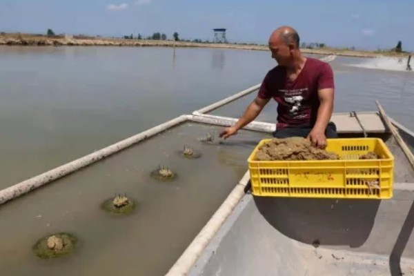 怎么养殖老鳖,放养老鳖的规格要整齐