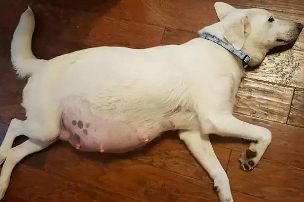 狗狗产前征兆，会开始显得坐立不安
