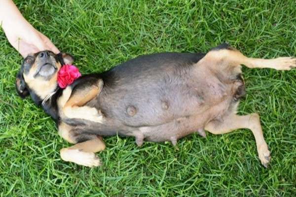 狗狗产前征兆，会开始显得坐立不安