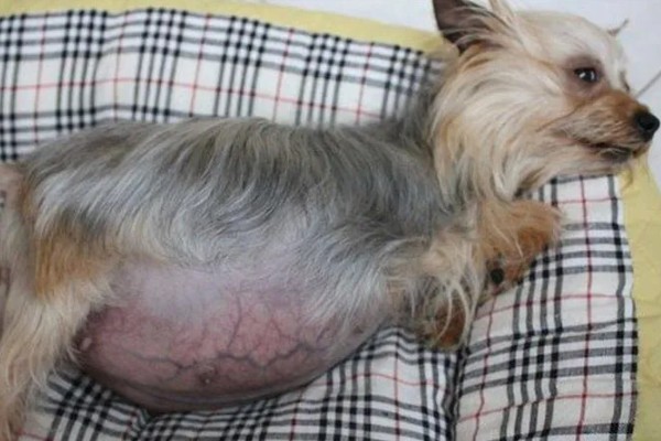 狗狗产前征兆，会开始显得坐立不安