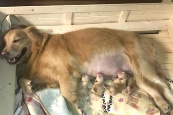 狗狗产前征兆，会开始显得坐立不安