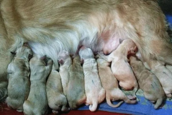 狗狗产前征兆，会开始显得坐立不安