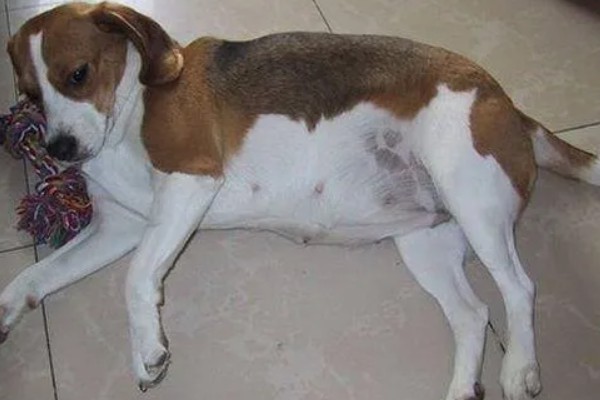 狗狗产前征兆，会开始显得坐立不安