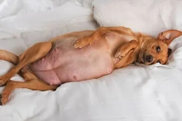 狗狗产前征兆，会开始显得坐立不安