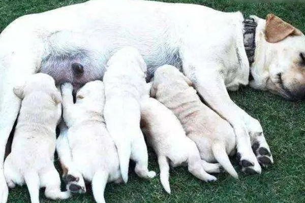 狗狗产前征兆，会开始显得坐立不安