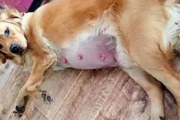 狗狗产前征兆，会开始显得坐立不安