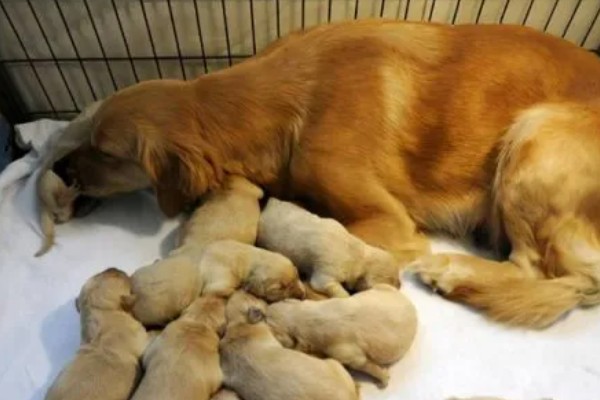 狗狗产前征兆，会开始显得坐立不安