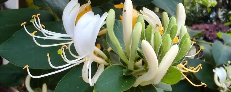 金银花白粉病的症状，主要危害叶片