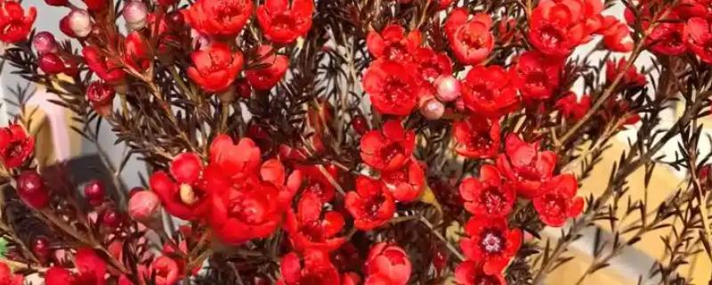 红腊梅是不是染色的，红腊梅不是染色的