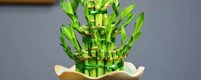 开运竹的养殖方法，生长几年后分支过多应适当修剪