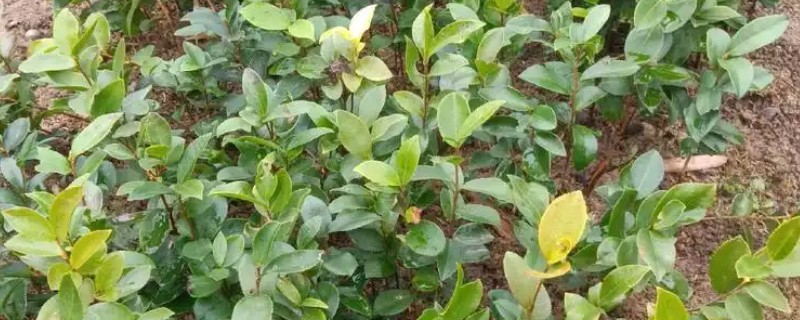 怎么选择油茶苗,经过审定才是优良品种