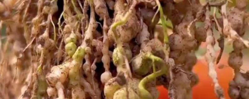 根结线虫的危害特征，主要为害各种蔬菜的根部
