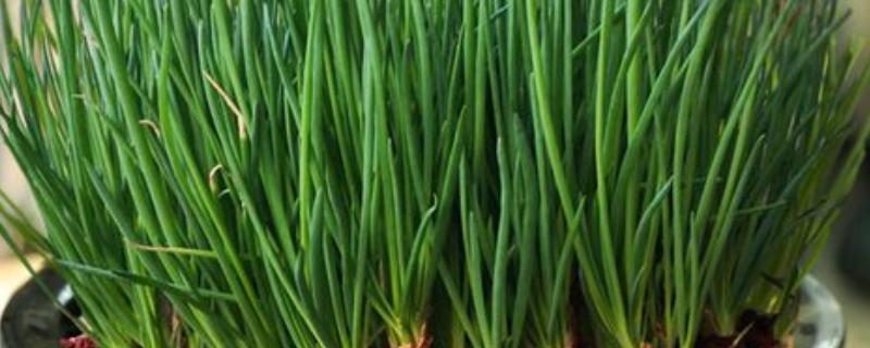 盆栽葱怎么爆盆，每天需接受5-6小时的光照