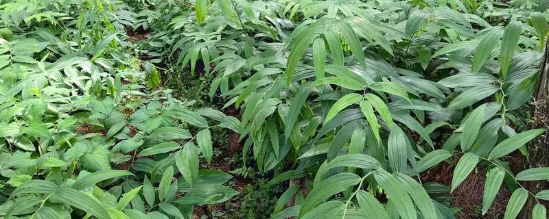 黄精用什么肥料，通常施用农家肥、土杂肥等