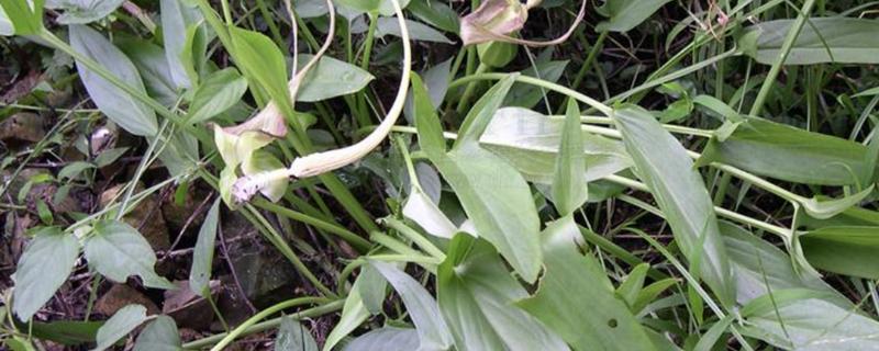 水半夏和旱半夏的区别是什么,形态特征、生长环境均不同